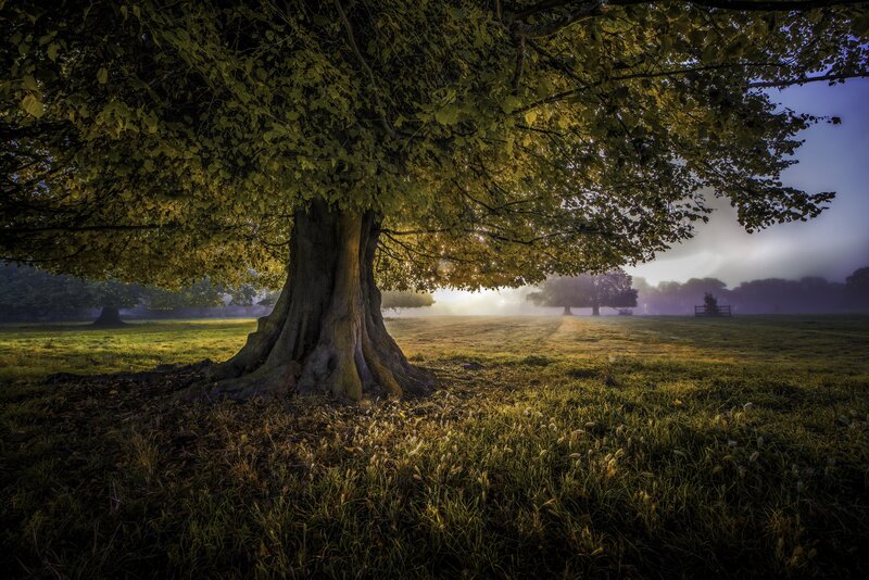 Large Tree in Field — Green, Serene, Morning, Photograph, Fog