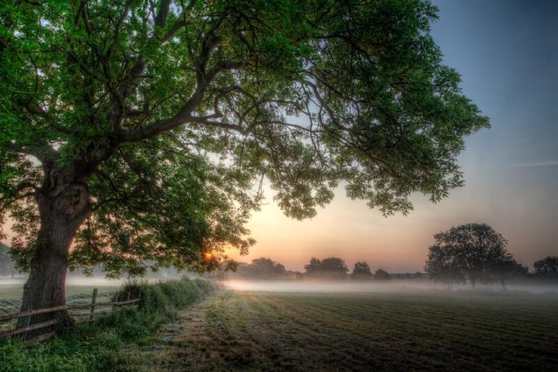 Large Tree in Field — Green, Serene, Morning