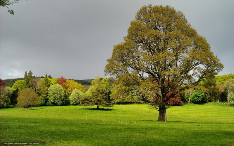 Large Tree in Field — Green, Serene, Spring, Photograph