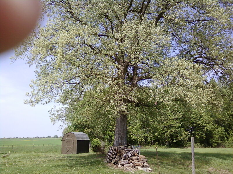 Large Tree in Field — Green, Serene, Spring