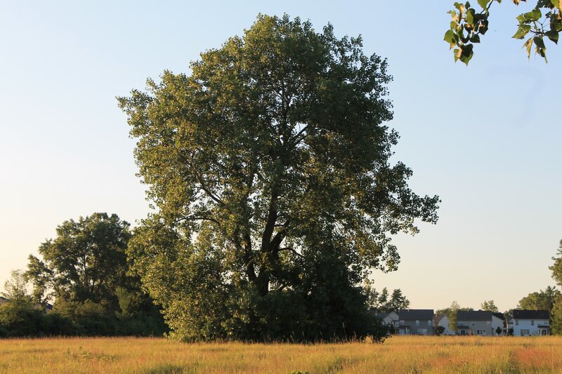 Large Tree in Field — Green, Serene, Sunset