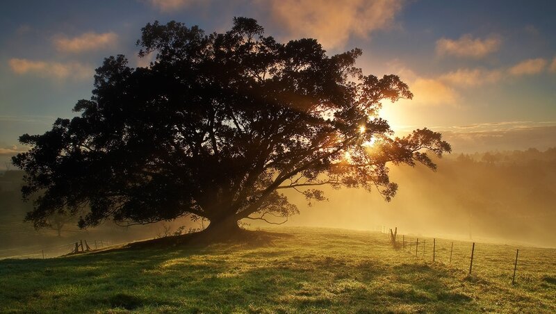 Large Tree in Field — Green, Serene