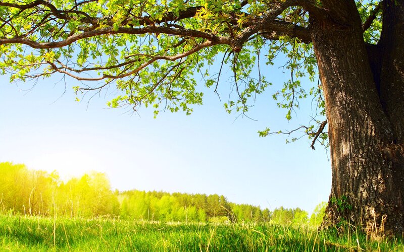 Large Tree in Field — Green