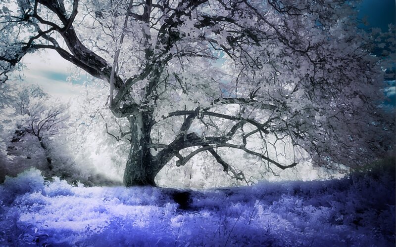 Large Tree in Field — Purple