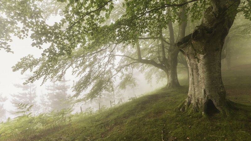 Large Tree in Fog — Green, Misty, Morning