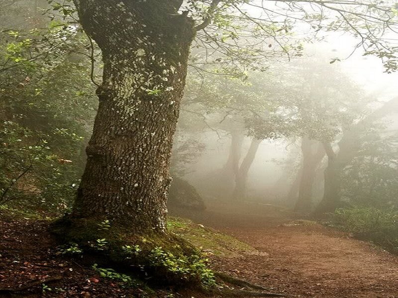 Large Tree in Fog — Green, Misty