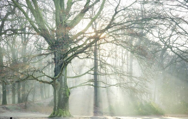 Large Tree in Fog — Green