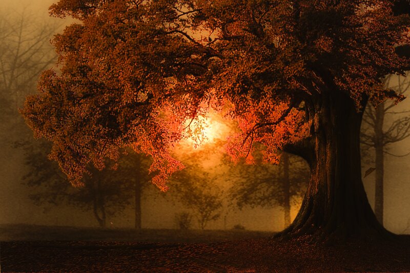 Large Tree in Fog — Orange