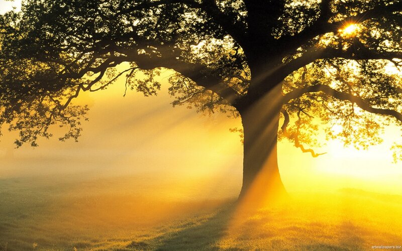 Large Tree in Fog