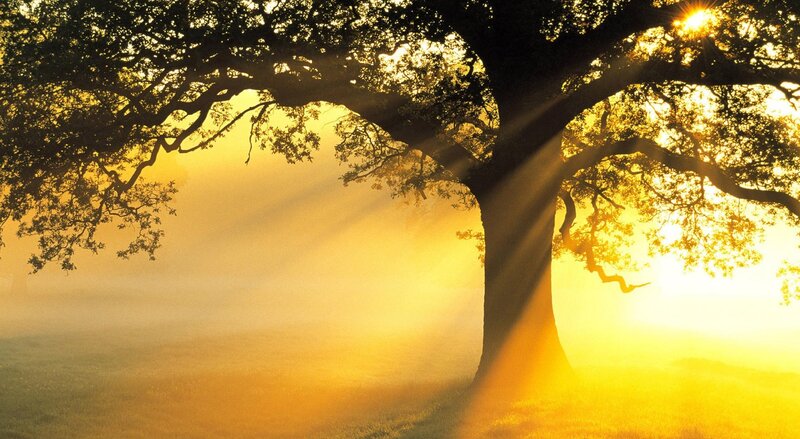 Large Tree in Fog — Yellow, Serene