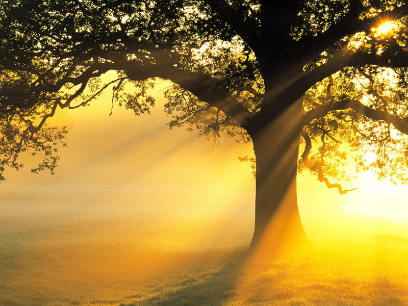 Large Tree in Fog — Yellow
