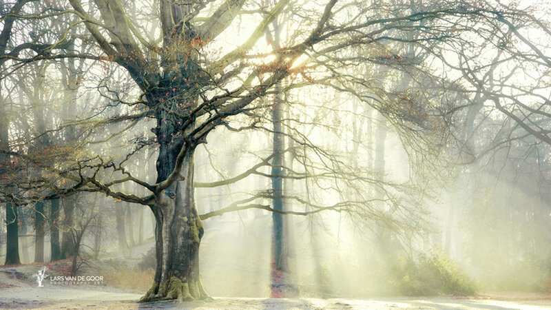Large Tree in Foggy Forest