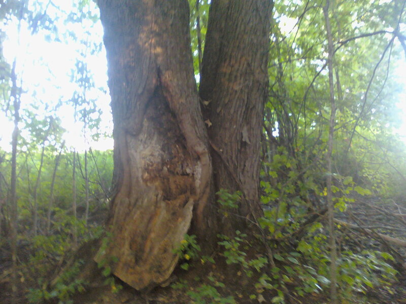 Large tree in forest