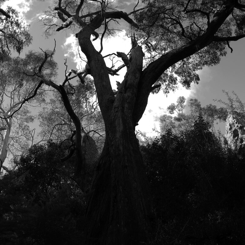 Large Tree in Forest — Black