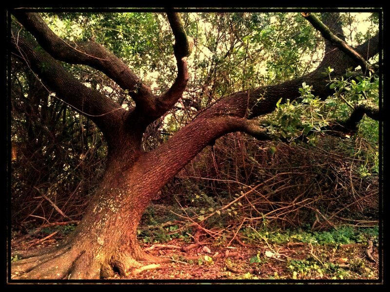 Large Tree in Forest — Brown
