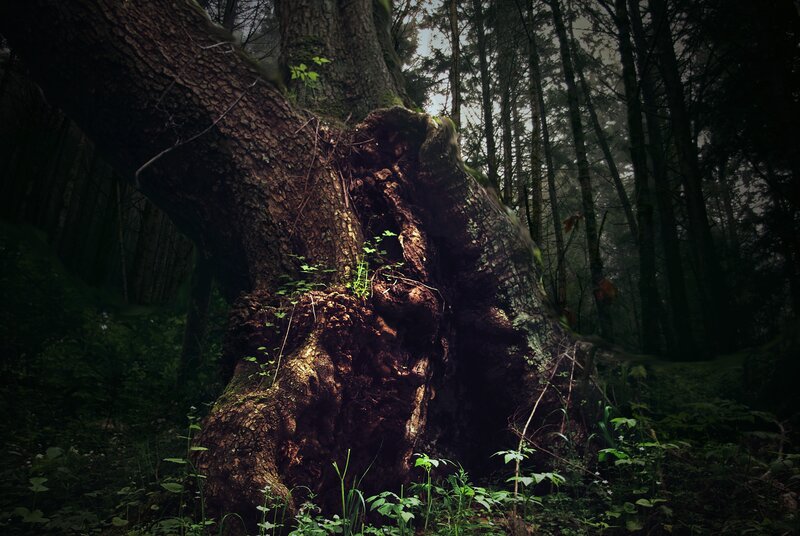Large Tree in Forest — Green, Dark
