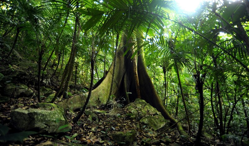 Large Tree in Forest — Green, Dense, Afternoon