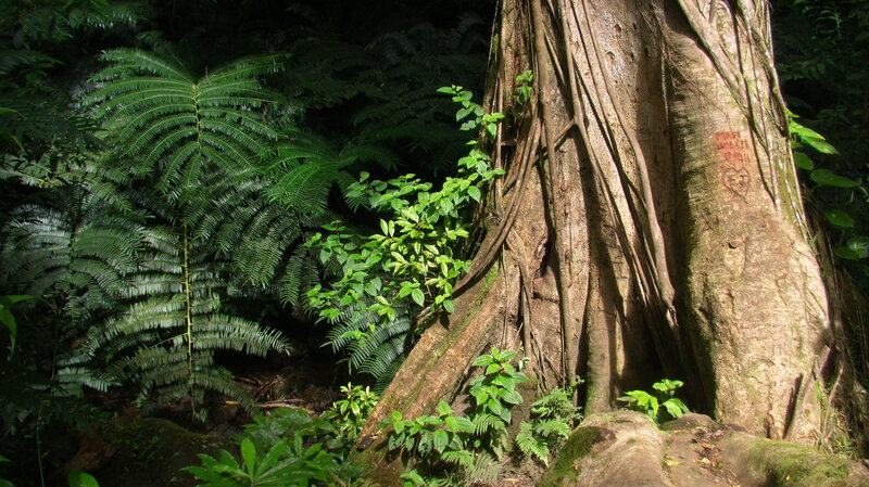 Large Tree in Forest — Green, Dense