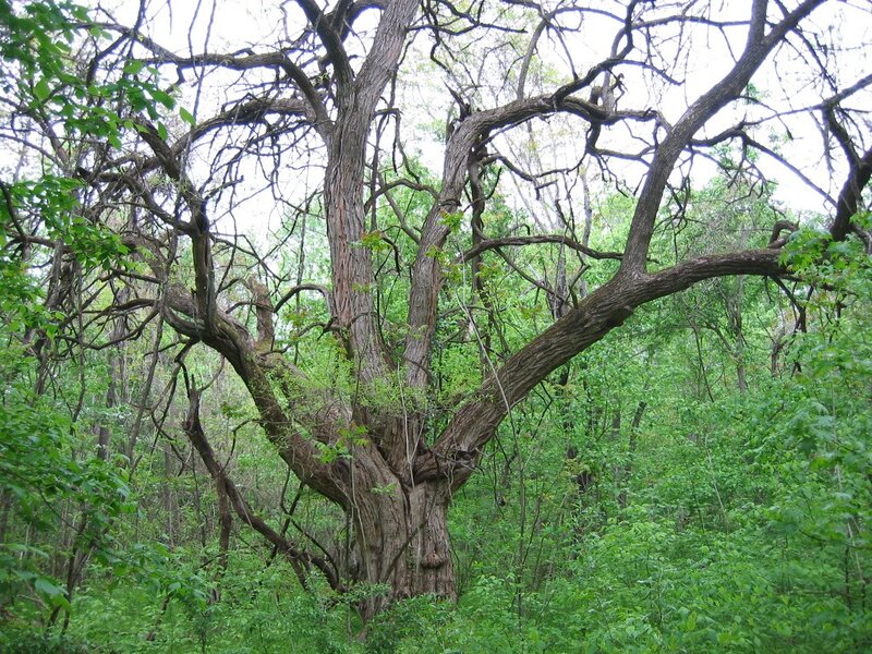 Large Tree in Forest — Green, Natural