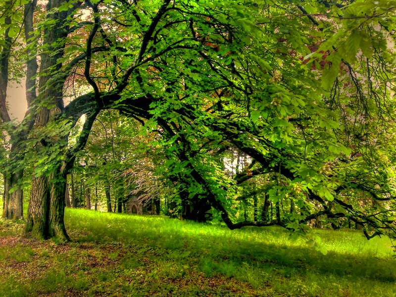 Large Tree in Forest — Green, Serene, Afternoon, Photograph, Grass