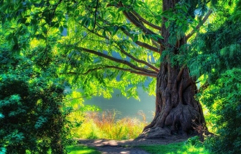 Large Tree in Forest — Green, Serene, Afternoon, Photograph, Path, River