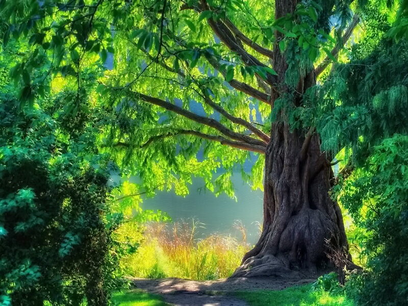 Large Tree in Forest — Green, Serene, Afternoon, Photograph, Path
