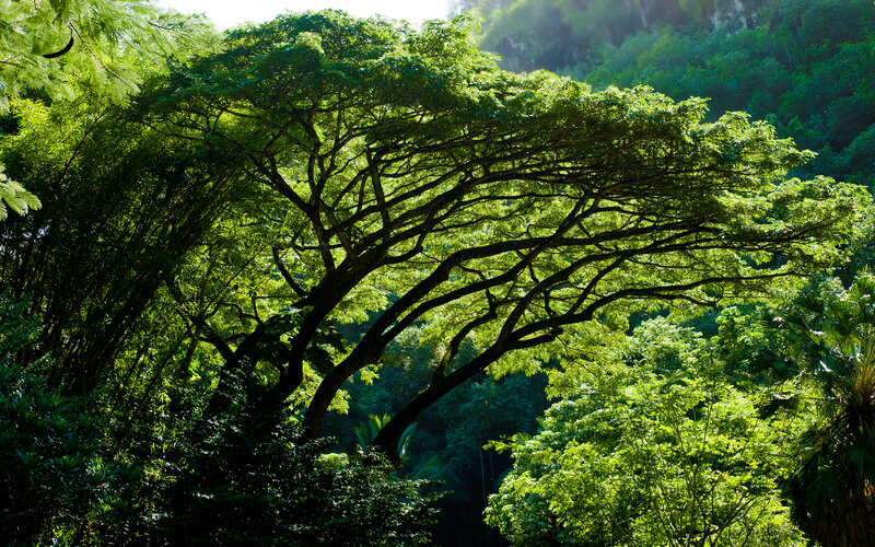 Large Tree in Forest — Green, Serene, Afternoon, Photograph, Sunlight