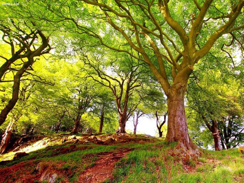 Large Tree in Forest — Green, Serene, Afternoon, Photograph