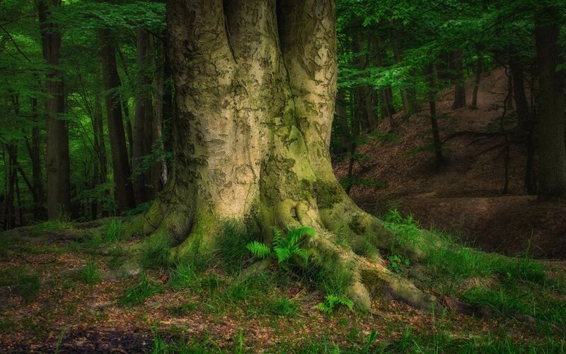 Large Tree in Forest — Green, Serene, Afternoon, Photograph, Tree Trunk
