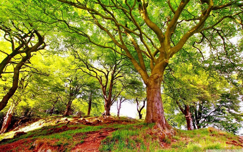 Large Tree in Forest — Green, Serene, Afternoon, Photograph, Trees, Grass