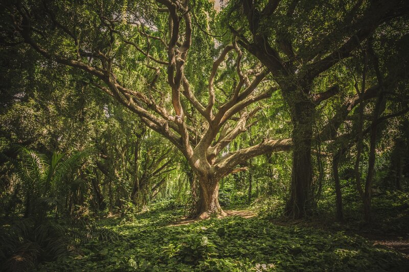 Large Tree in Forest — Green, Serene, Afternoon, Photograph, Trees, Sunlight