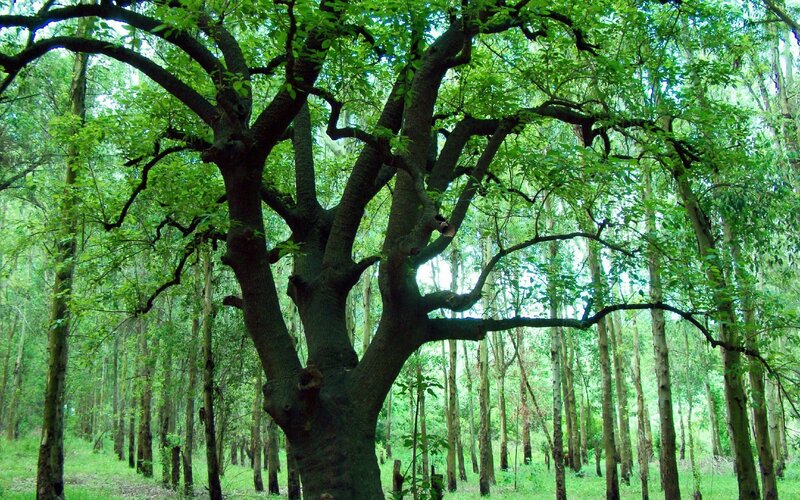 Large Tree in Forest — Green, Serene, Afternoon, Photograph, Trees