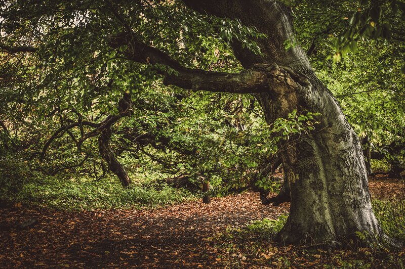 Large Tree in Forest — Green, Serene, Autumn