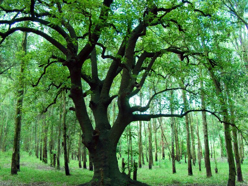 Large Tree in Forest — Green, Serene