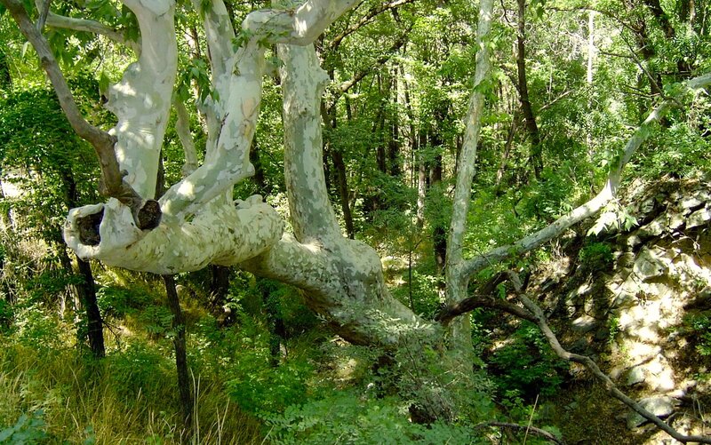 Large Tree in Forest — Green