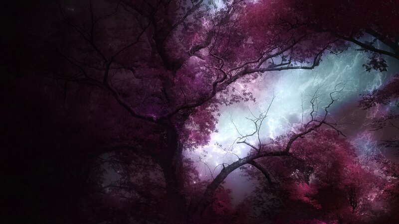 Large Tree in Forest — Purple