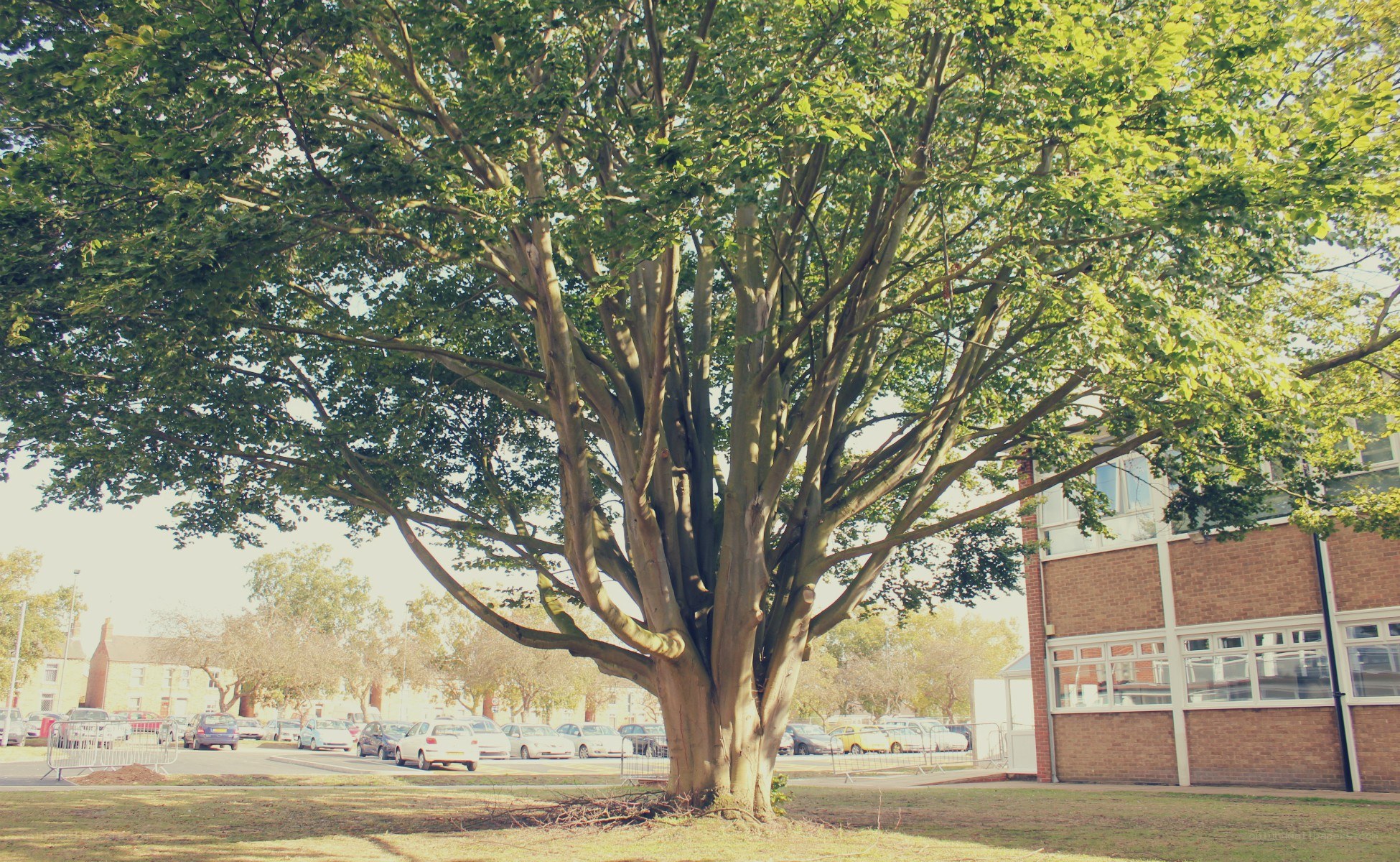Large tree in front of building