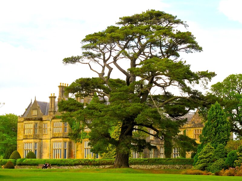 Large Tree in Front of Mansion — Green