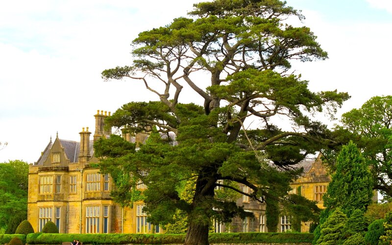 Large Tree in Front of Mansion