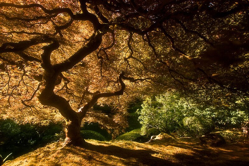 Large Tree in Garden — Brown