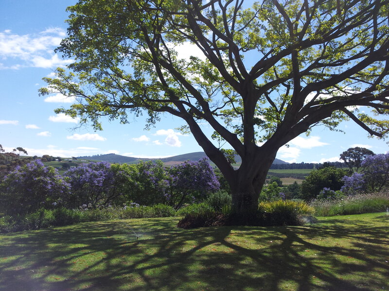 Large Tree in Garden — Green, Serene, Afternoon