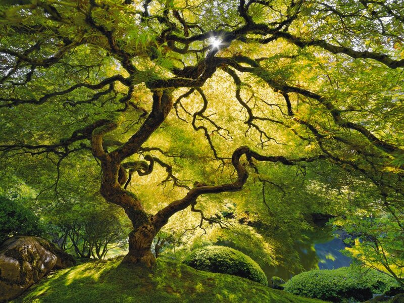 Large Tree in Garden — Green
