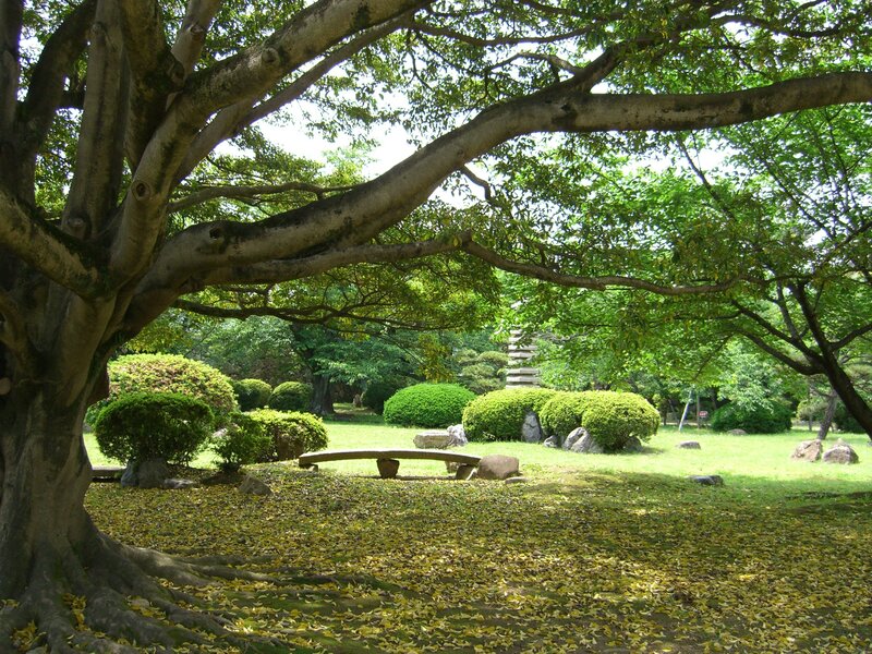 Large Tree in Garden
