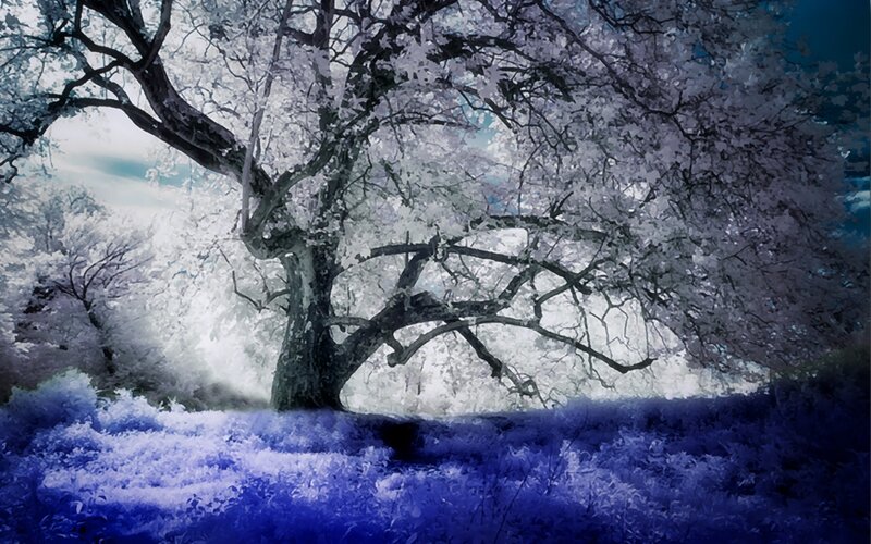 Large Tree in Infrared