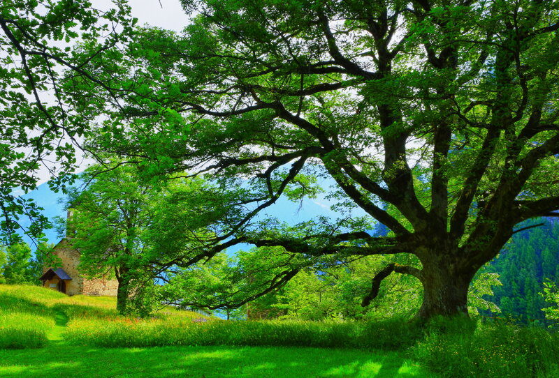 Large Tree in Meadow — Green, Serene, Afternoon, Photograph, Church