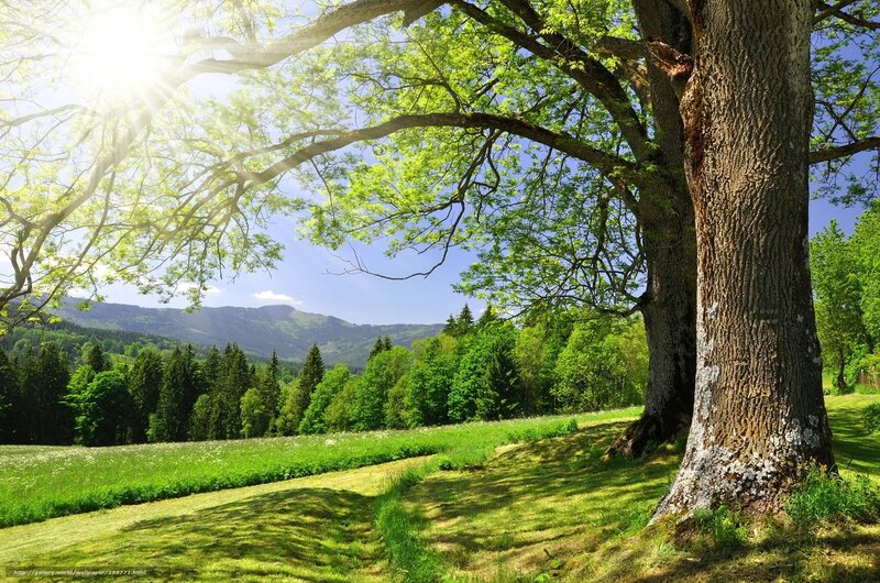 Large Tree in Meadow — Green, Serene, Afternoon, Photograph, Mountains, Forest, Sunlight