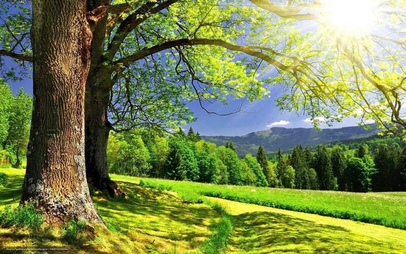 Large Tree in Meadow — Green, Serene, Afternoon, Photograph, Mountains, Sunlight
