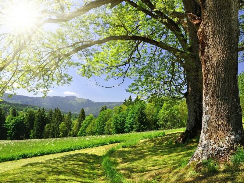 Large Tree in Meadow — Green, Serene, Afternoon, Photograph