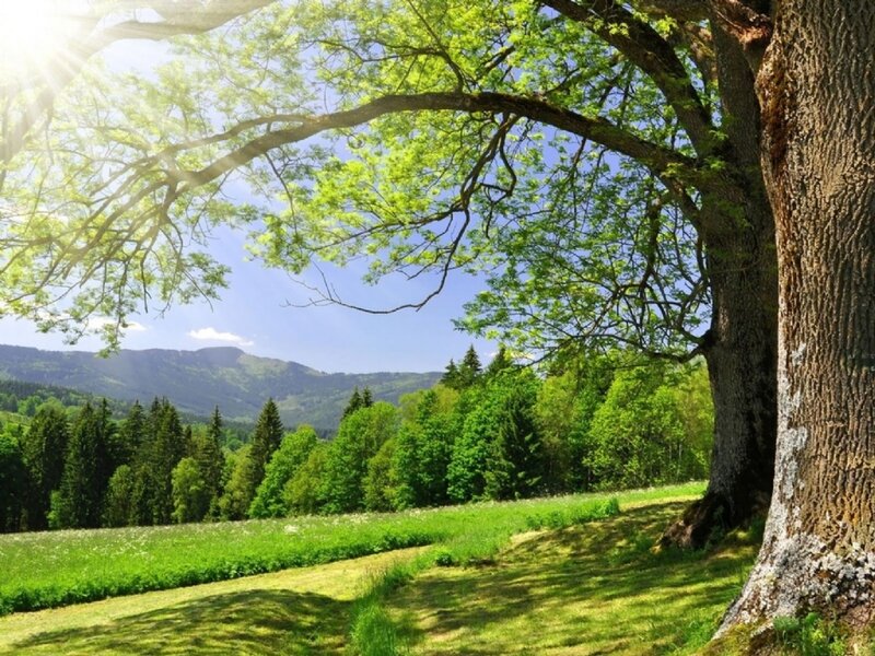 Large Tree in Meadow — Green, Serene, Afternoon