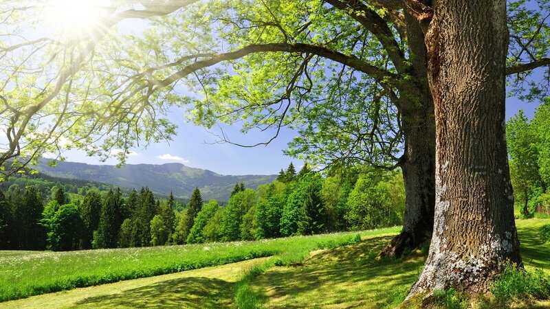 Large Tree in Meadow — Green, Serene